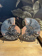 Load image into Gallery viewer, The Consecrated Crystal Crystals, Stones, Minerals A Black Ammonite Pairs
