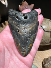 Load image into Gallery viewer, The Consecrated Crystal Crystals, Stones, Minerals A Megalodon Shark Teeth
