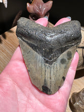 Load image into Gallery viewer, The Consecrated Crystal Crystals, Stones, Minerals D Megalodon Shark Teeth

