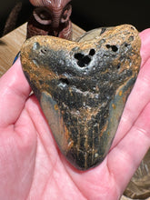 Load image into Gallery viewer, The Consecrated Crystal Crystals, Stones, Minerals E Megalodon Shark Teeth
