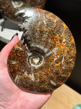 Load image into Gallery viewer, The Consecrated Crystal Crystals, Stones, Minerals G Chambered End Ammonite Carvings
