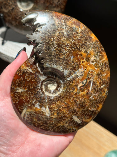 The Consecrated Crystal Crystals, Stones, Minerals G Chambered End Ammonite Carvings