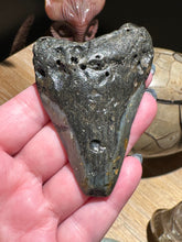 Load image into Gallery viewer, The Consecrated Crystal Crystals, Stones, Minerals G Megalodon Shark Teeth
