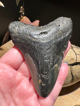 Load image into Gallery viewer, The Consecrated Crystal Crystals, Stones, Minerals I Megalodon Shark Teeth
