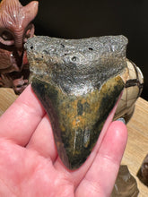 Load image into Gallery viewer, The Consecrated Crystal Crystals, Stones, Minerals L Megalodon Shark Teeth
