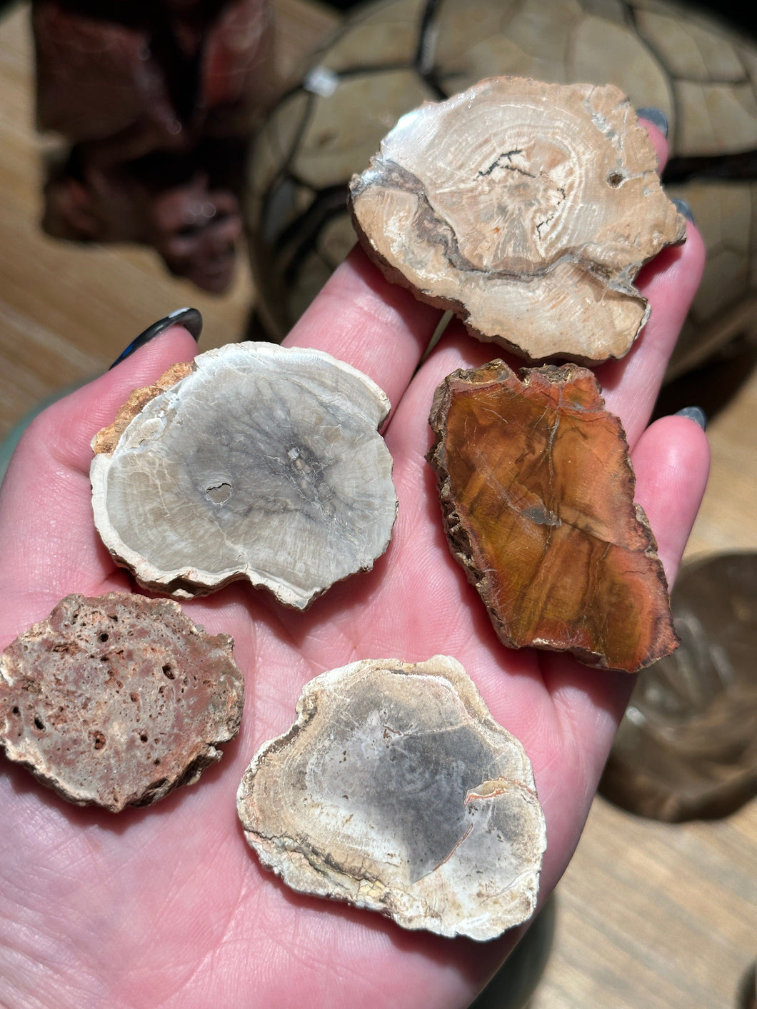 The Consecrated Crystal Crystals, Stones, Minerals Small Petrified Wood Slices